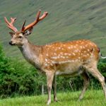 [停課不停學] 鹿角的科研價值（自然科學篇）