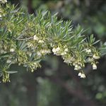 水石榕初夏開花　康文署4公園觀賞開花美態