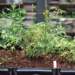 香草入門：自種香草泡茶