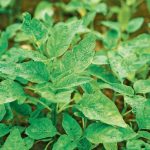 【本地農作】莧菜7月之嫩 變身良醬好麵