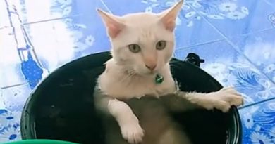 泰國白貓消暑秘方︰浸凍水
