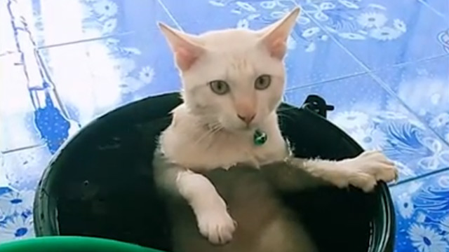 泰國白貓消暑秘方︰浸凍水