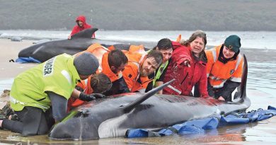 270條領航鯨擱淺塔斯曼尼亞淺水區 救援人員如何營救鯨魚回海中？