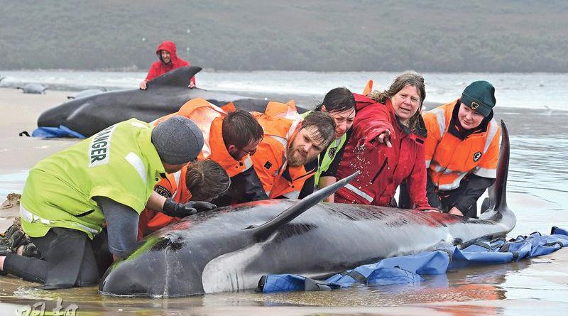 270條領航鯨擱淺塔斯曼尼亞淺水區 救援人員如何營救鯨魚回海中？