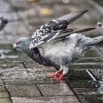 似跳hip hop 看清前路避敵人 白鴿愛市區搵食「步步為營」