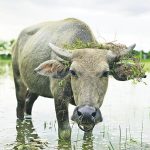 非一般「保育員」 環保水牛 行行企企救地球