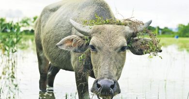 非一般「保育員」 環保水牛 行行企企救地球