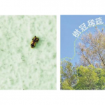 救救榕樹！5招觀察分辨蟲蟲噬咬痕跡