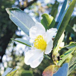 10月山茶花 | 大頭花開遍山頭 耐旱不挑土壤 入藥驅風濕