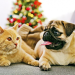 寵物健康知多啲｜健康毛孩唔使著衫保暖 蜷縮打顫調節體溫