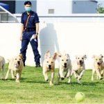 狗狗也上堂 接受資歷認證課程訓練 做海關搜查犬