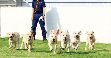 狗狗也上堂 接受資歷認證課程訓練 做海關搜查犬