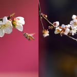 冬日梅花綻放 咩時候影最靚？攝影愛好者如是說......