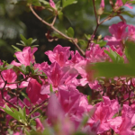 Online賞花丨3.7動植物公園舉辦「虛擬遊園賞杜鵑」 免費報名【附報名連結】
