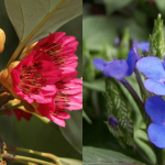 【多圖】周末好去處 動植物公園賞花去！2月之花爭相競艷