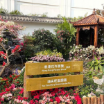 【花展2021】18區園圃 區區開花 九龍公園賞杜鵑、中環睇鬱金香（附18區園圃地點一覽．短片）