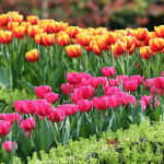 【花展2021】網上花展今日開始 展覽至4月19日 360度虛擬導覽18區花圃（內附全港20個特色花圃主題）