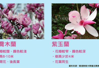 樹博士教你花瓣、樹葉、樹高分辨二喬木蘭與紫玉蘭 樹博士教你花瓣、樹葉、樹高分辨二喬木蘭與紫玉蘭