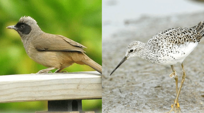 觀鳥入門丨春夏限定！濕地公園常見雀鳥你認得幾多隻？邊隻品種有粉紅色長腿？