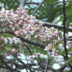 古樹開花丨中環稀有古樹節果決明開花 粉紅夾白花串春意盎然【有片睇】