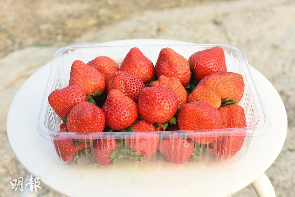 食極都唔肥！盛夏日吃3份水果 營養師推介6種低卡水果