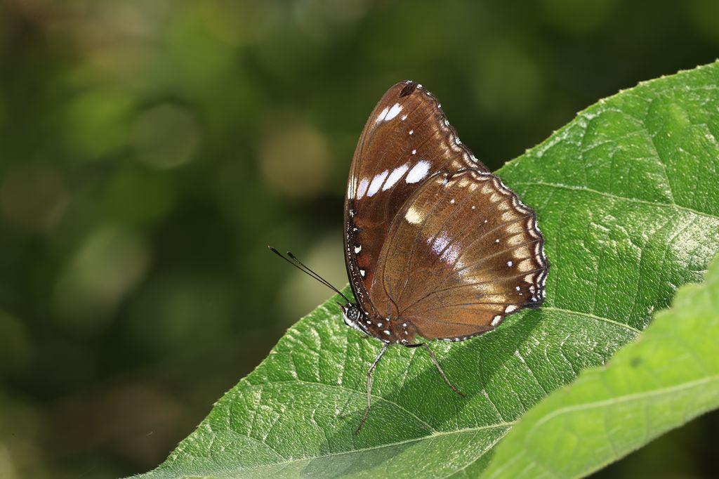 濕地公園賞蝶去！6月夏至期間限定 9種蝴蝶你見過未？