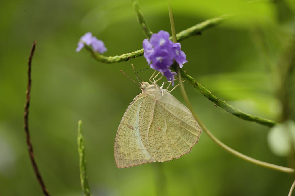 濕地公園賞蝶去！6月夏至期間限定 9種蝴蝶你見過未？