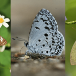 濕地公園賞蝶去！6月夏至期間限定 9種蝴蝶你見過未？