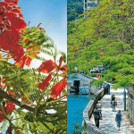 六月限定！初夏鳳凰木紅花怒放 點解又叫「騰雞花」？