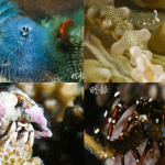 【世界海洋日】多圖！深入海底睇三亞海洋牧場 海洋生物你識幾多？