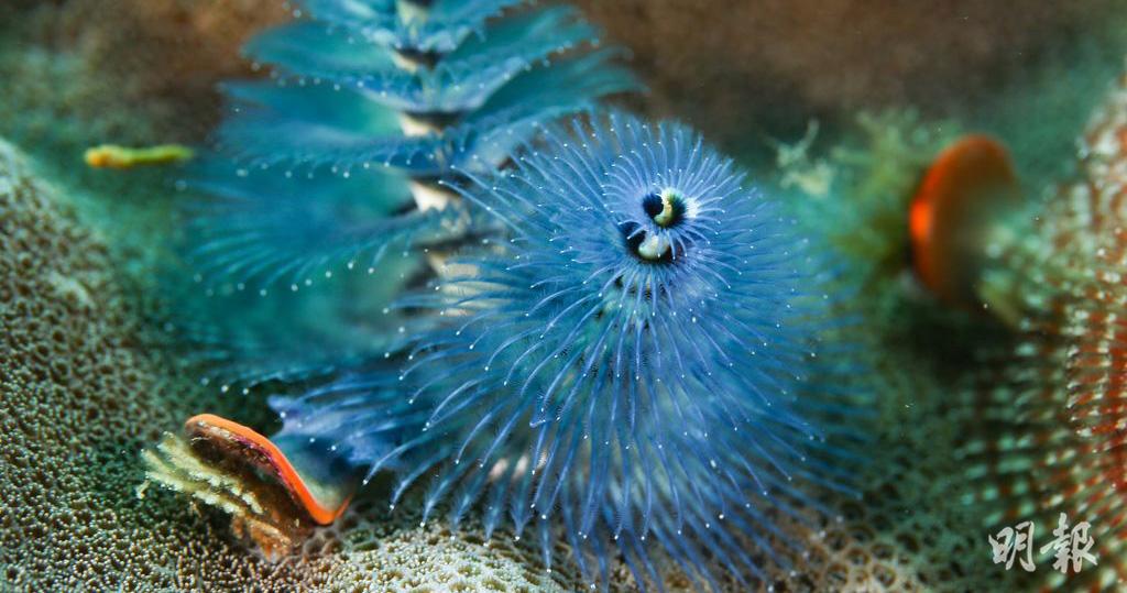 【世界海洋日】多圖！深入海底睇三亞海洋牧場 海洋生物你識幾多？