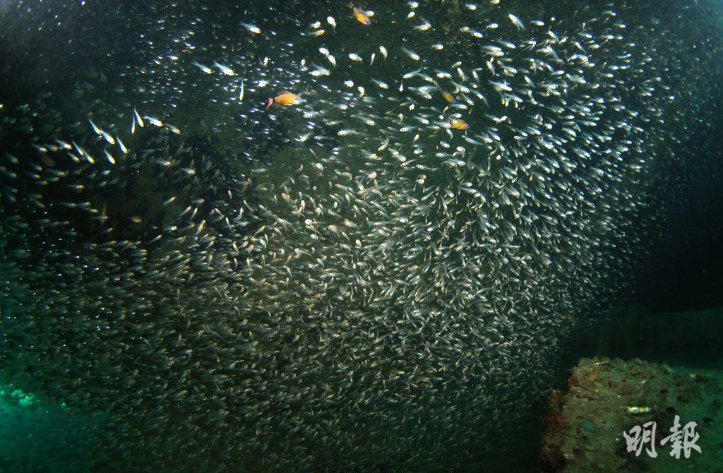 【世界海洋日】多圖！深入海底睇三亞海洋牧場 海洋生物你識幾多？