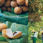 田園採摘體驗丨$99親手摘當造龍眼王 石硤龍眼有「BB」 儲良龍眼圓闊 泰國龍眼最甜