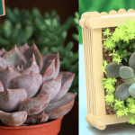 【親子DIY】自製人氣多肉植物畫框 種植3注意 換泥防黴菌昆蟲