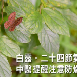 【白露】踏入白露宜養陰防燥 中醫教按4穴位紓緩乾燥、強肺保健