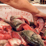 預防感染乙型鏈球菌4貼士 生魚咪落手 用眼揀魚有技巧 留意腥臭睇光澤