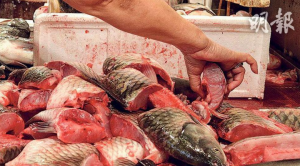 預防感染乙型鏈球菌4貼士 生魚咪落手 用眼揀魚有技巧 留意腥臭睇光澤