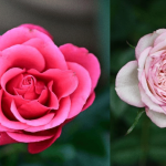 月季？玫瑰？薔薇姐妹花點樣分？香港公園12月辦薔薇科植物展 教你學賞花