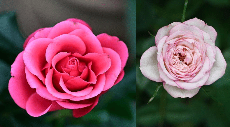 月季？玫瑰？薔薇姐妹花點樣分？香港公園12月辦薔薇科植物展 教你學賞花
