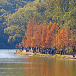 周末郊遊好去處！「港版輕井澤」粉嶺流水響賞紅葉 打卡必去天空之鏡！