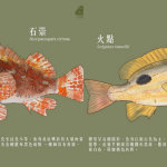 【知多啲：香港四季常見魚類】石崇、細鱗、火點、烏頭、泥鯭 漁護署圖鑑教你辨認特徵