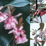 【周末尋花蹤】避開人潮賞花 吊鐘花登場 山中「鈴鐺」報春曉