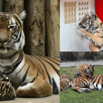 【虎年長知識】老虎知多啲：全球野生老虎數量銳減 現存6品種 孟加拉虎數量最多