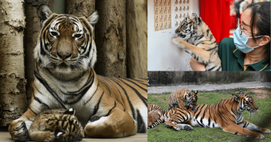 【虎年長知識】老虎知多啲：全球野生老虎數量銳減 現存6品種 孟加拉虎數量最多
