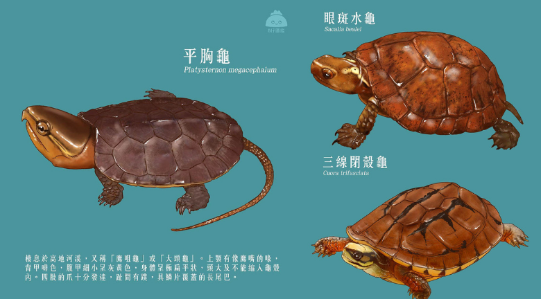 【知多啲：香港淡水龜】4種屬極危或瀕危：平胸龜、三線閉殻龜、烏龜、眼斑水龜