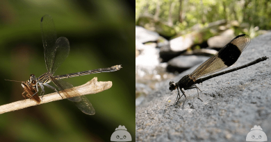 蜻蜓與豆娘點樣分？香港首個被發現蜻蜓物種 方帶溪蟌不起眼常駐溪邊【附方帶溪蟌產卵片段連結】