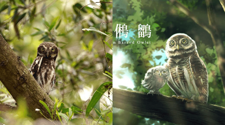 【香港鳥類。斑頭鵂鶹】日間活動貓頭鷹 頭部似貓有「貓王鳥」之稱
