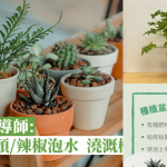 【打理家居盆栽】康文署園藝導師教路：柑皮蒜頭或辣椒搗碎泡水 澆溉植物驅趕蚊螆蚊蟲【附預防蚊螆蚊蟲貼士】