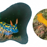 【海洋生物知多啲。海蛞蝓】潛入水底尋七彩「海兔」   本港有超過250種   了解色彩鮮艷背後原因