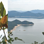 【周末好去處。春遊賞花打卡】南涌→大美督   橫七古道串串粉紅「鈴鐺」浪漫綻放   捉緊吊鐘花花期尾巴